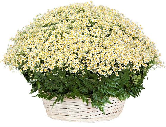 Цветочная композиция из Ромашки в корзине в Кузьмино